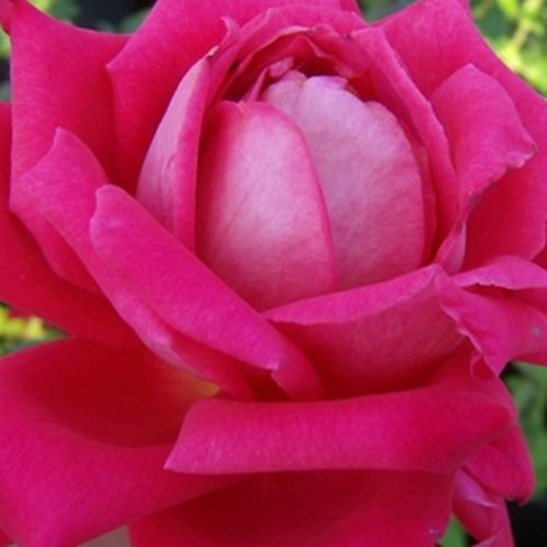 Růže eshop - Rosa  Freiheitsglocke® - intenzivní - Stromkové růže s květmi čajohybridů - růžová - Reimer Kordes - stromková růže s rovnými stonky v koruně - -